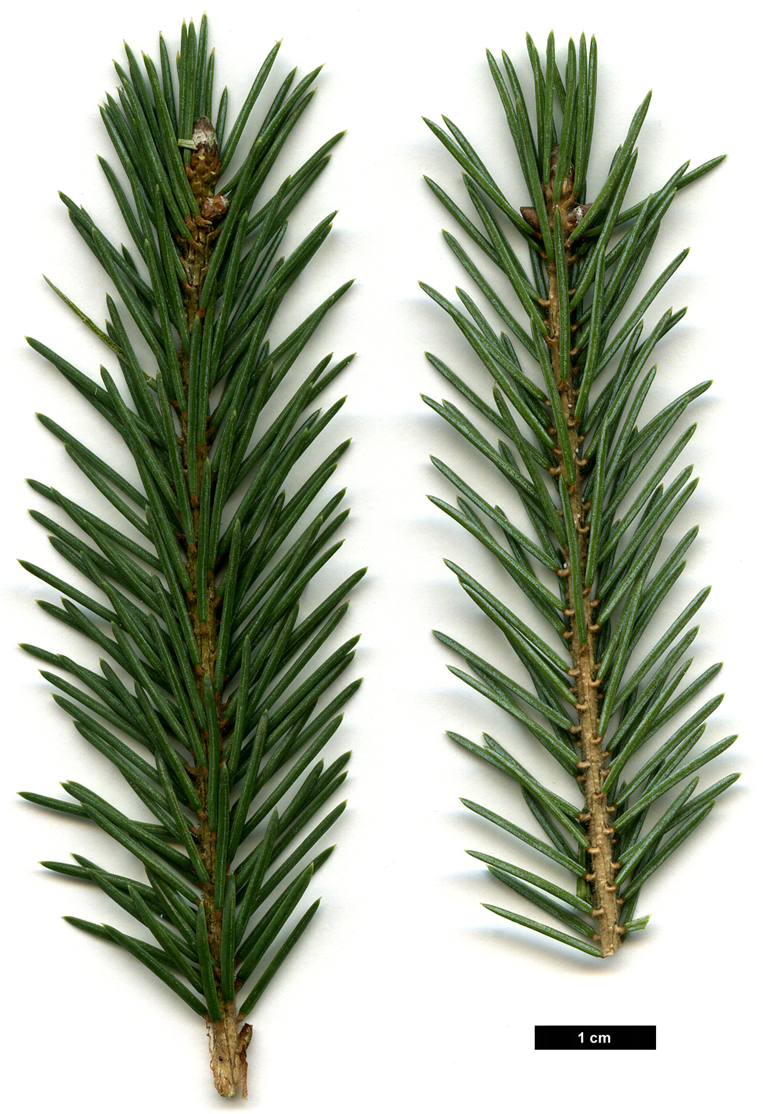 High resolution image: Family: Pinaceae - Genus: Picea - Taxon: likiangensis - SpeciesSub: var. rubescens